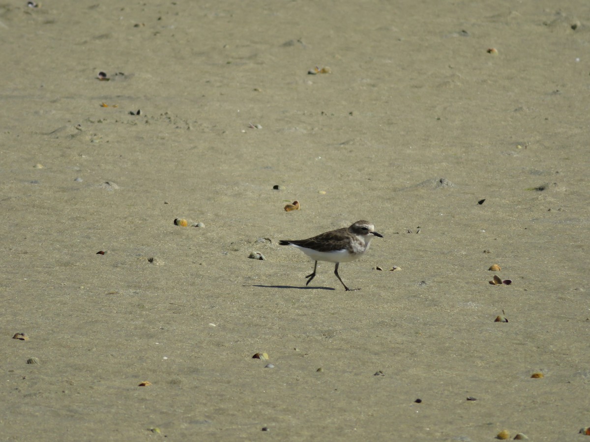 Double-banded Plover - ML612564681