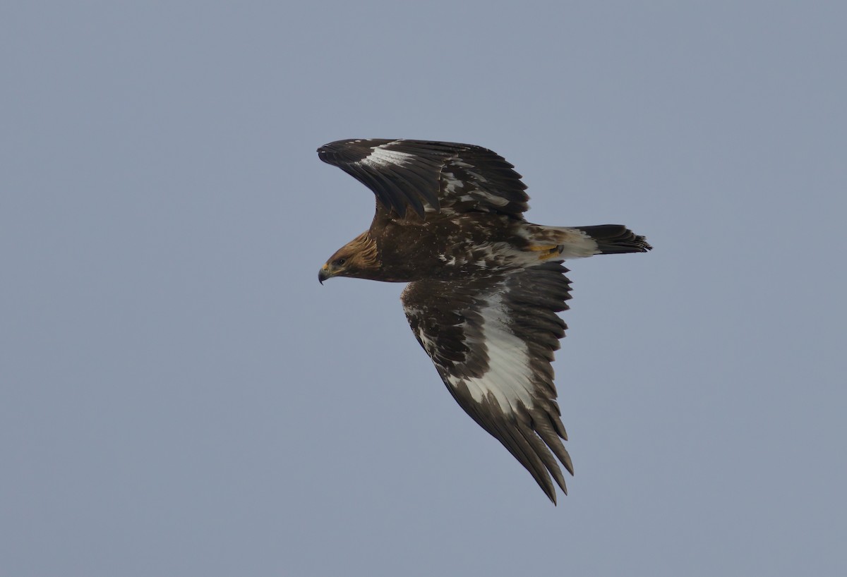 Águila Real - ML612564721