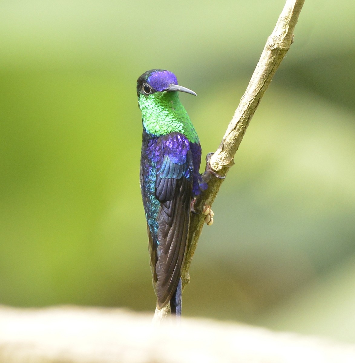 Crowned Woodnymph (Colombian Violet-crowned) - Bill Elrick