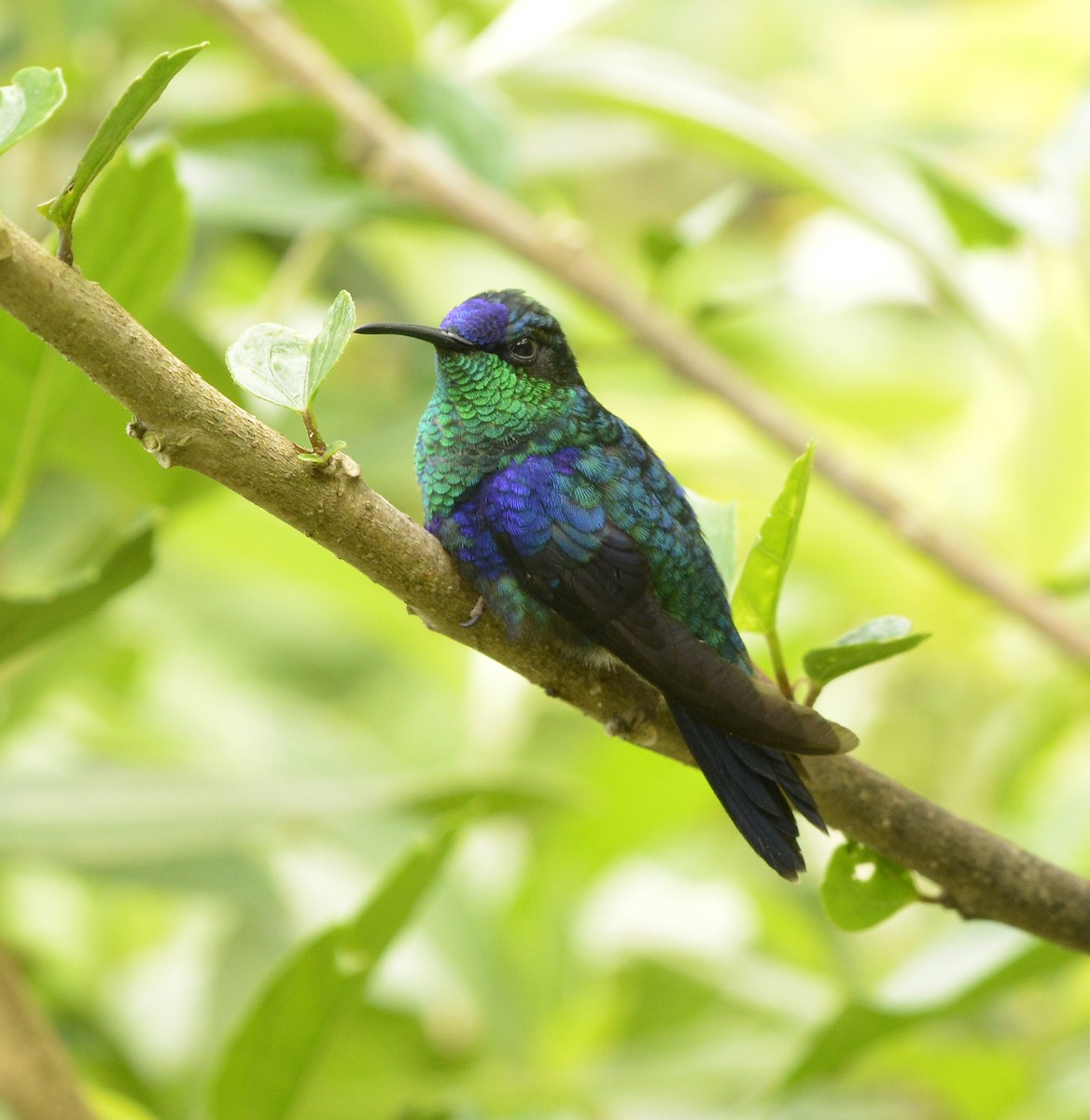 アオボウシモリハチドリ（colombica／rostrifera） - ML612564729