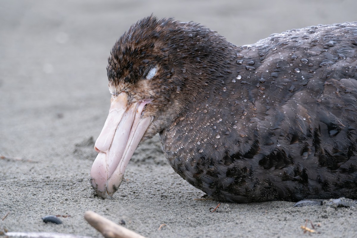 Northern Giant-Petrel - ML612564774