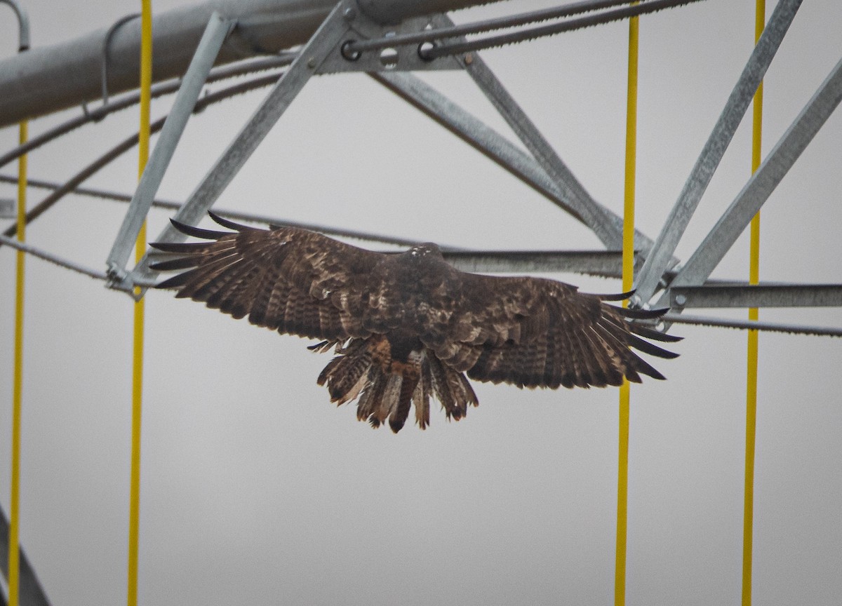 Red-tailed Hawk (Harlan's) - ML612564791