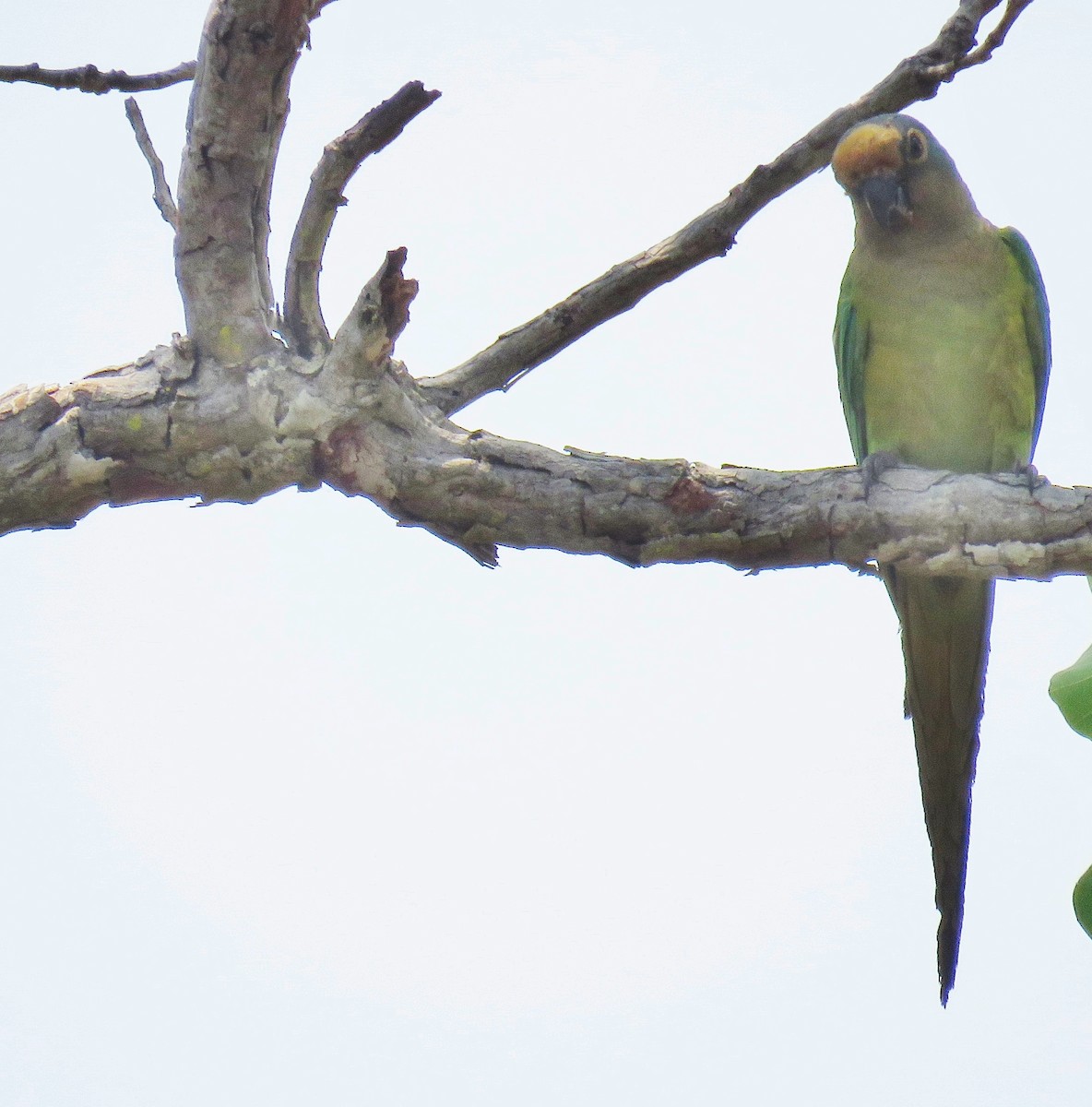 Aratinga Frentidorada - ML612564794