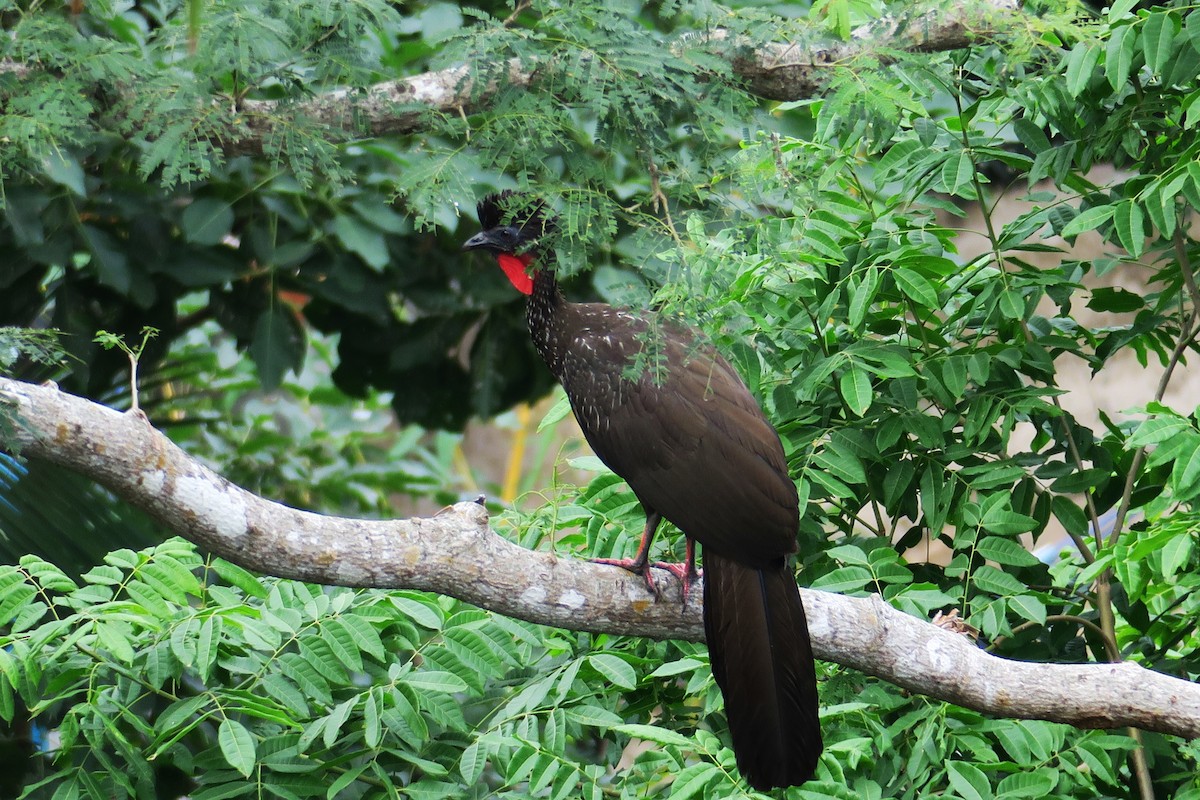 Crested Guan - Adrian Dorst