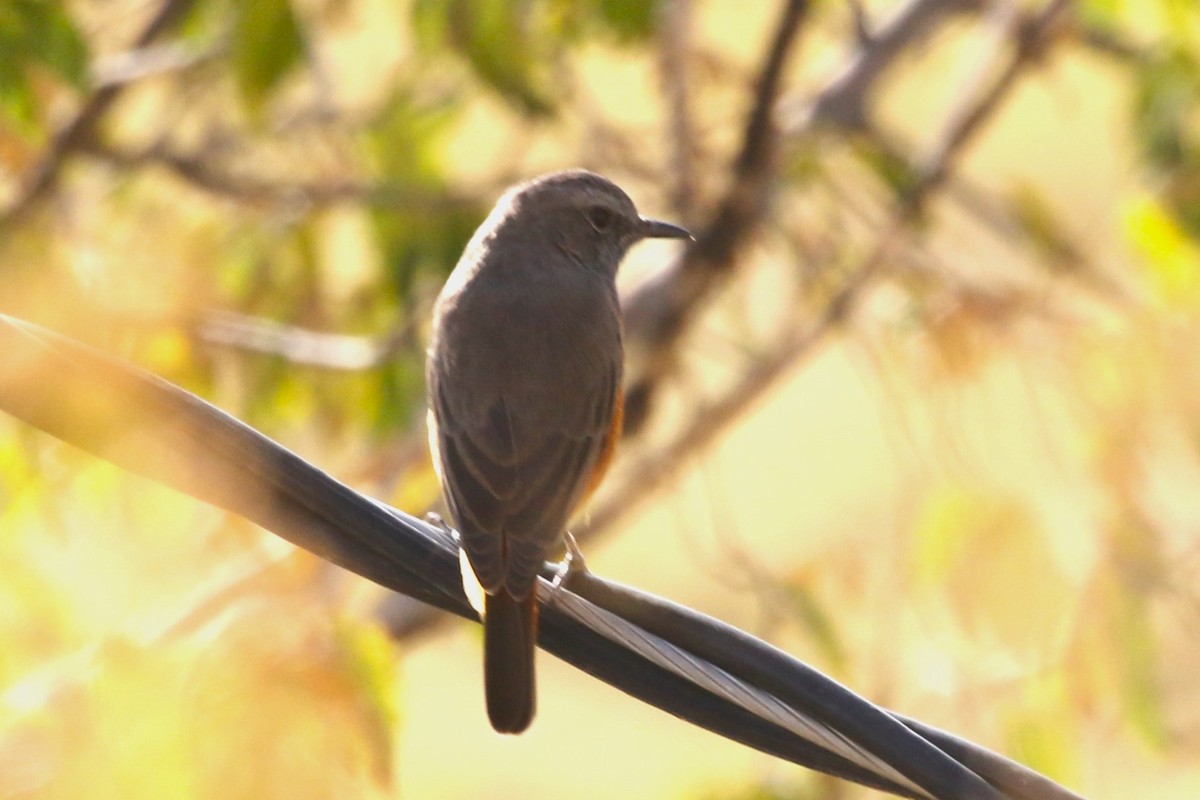 Little Rock-Thrush - ML612564836