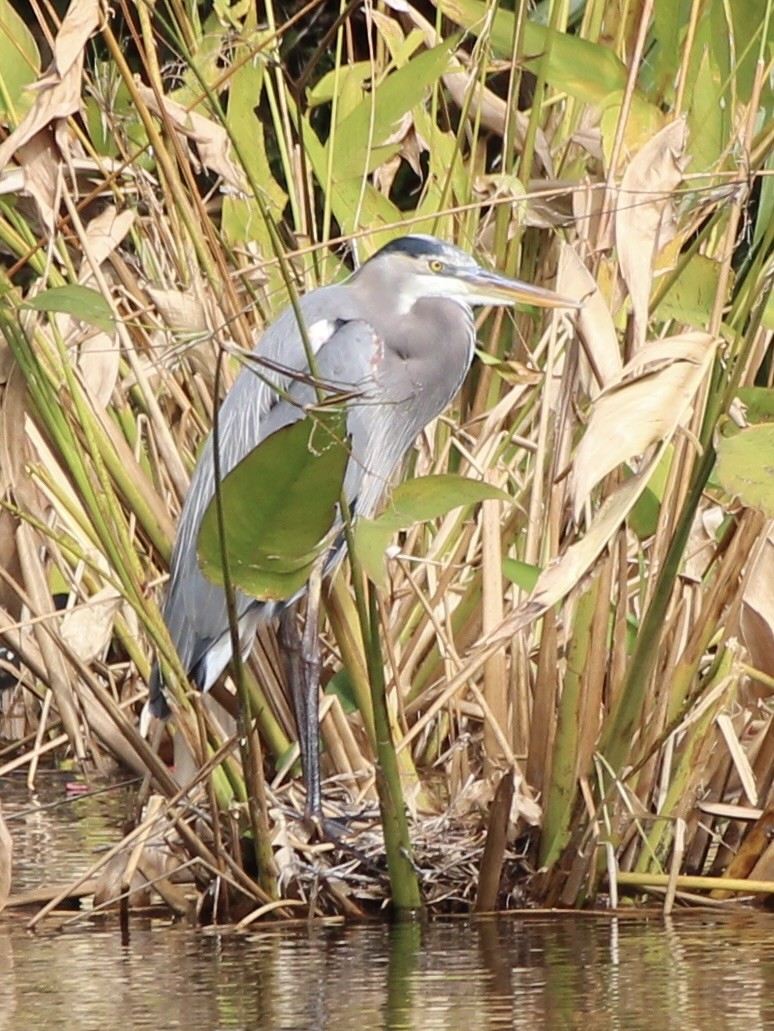 Great Blue Heron - ML612564856