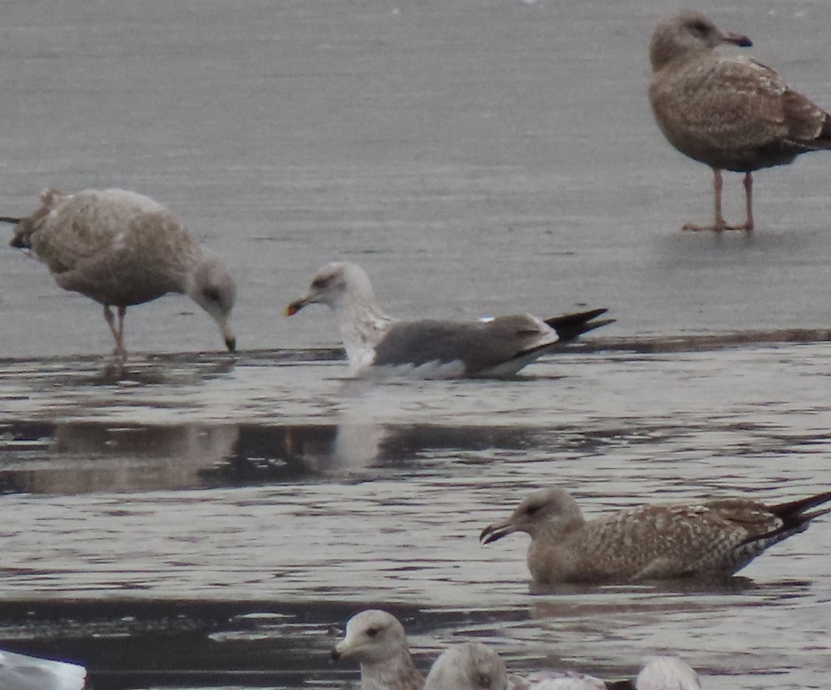 Lesser Black-backed Gull - ML612564890