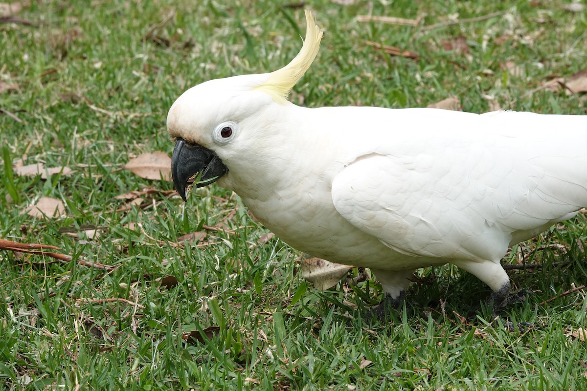 Sulphur-crested Cockatoo - ML612564925