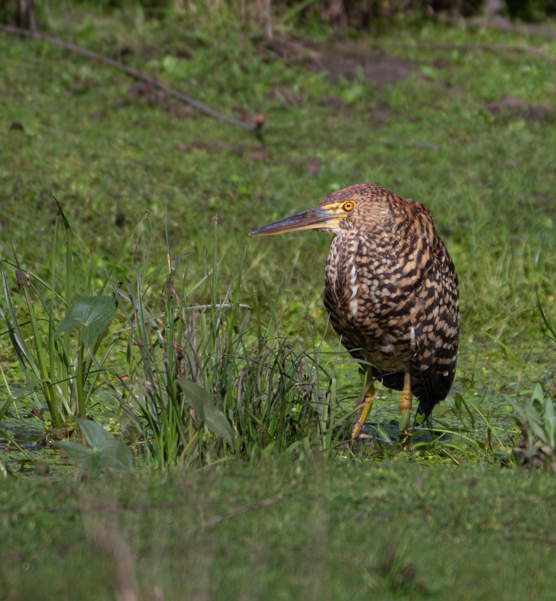 Rufescent Tiger-Heron - ML612565028