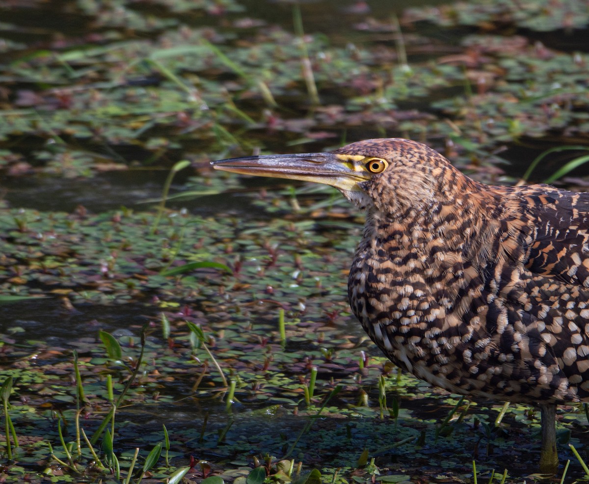 Rufescent Tiger-Heron - ML612565030