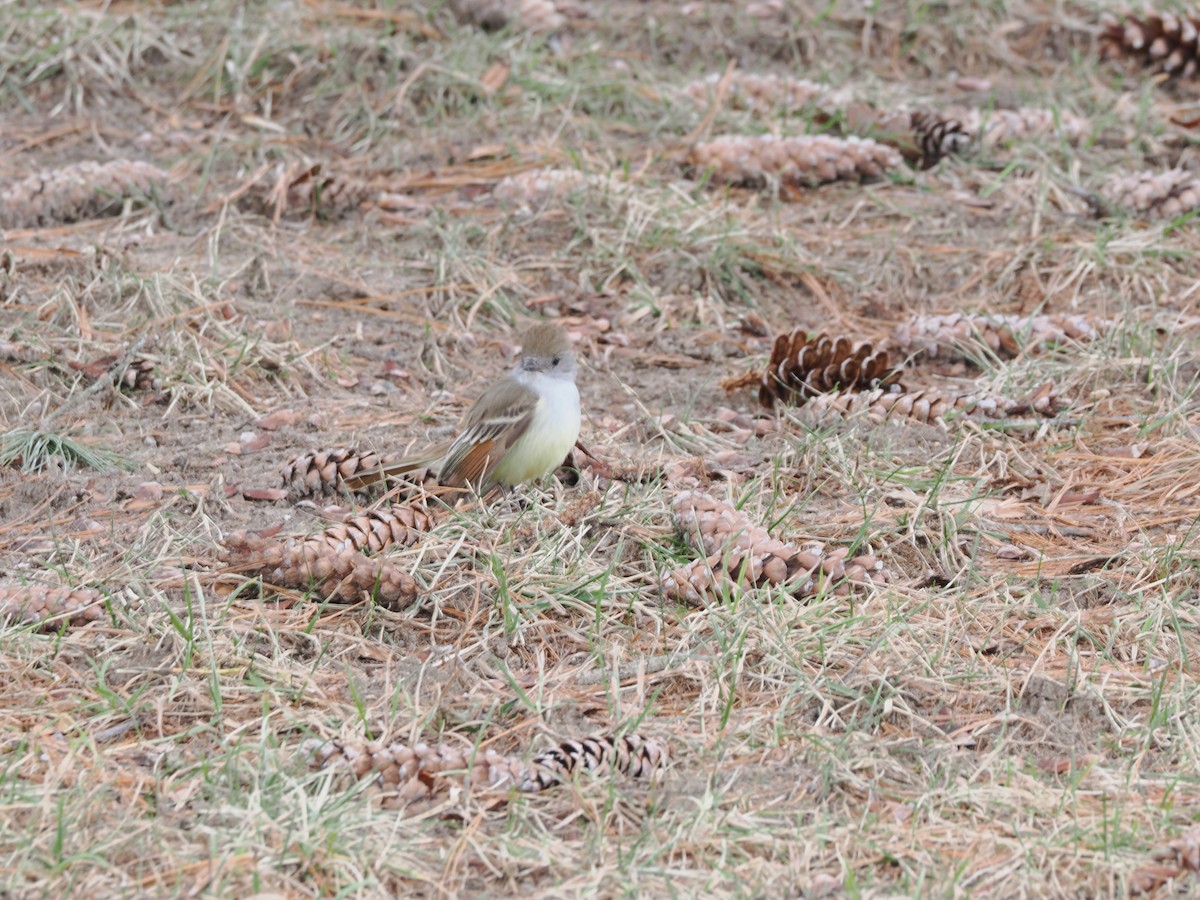 Ash-throated Flycatcher - ML612565059