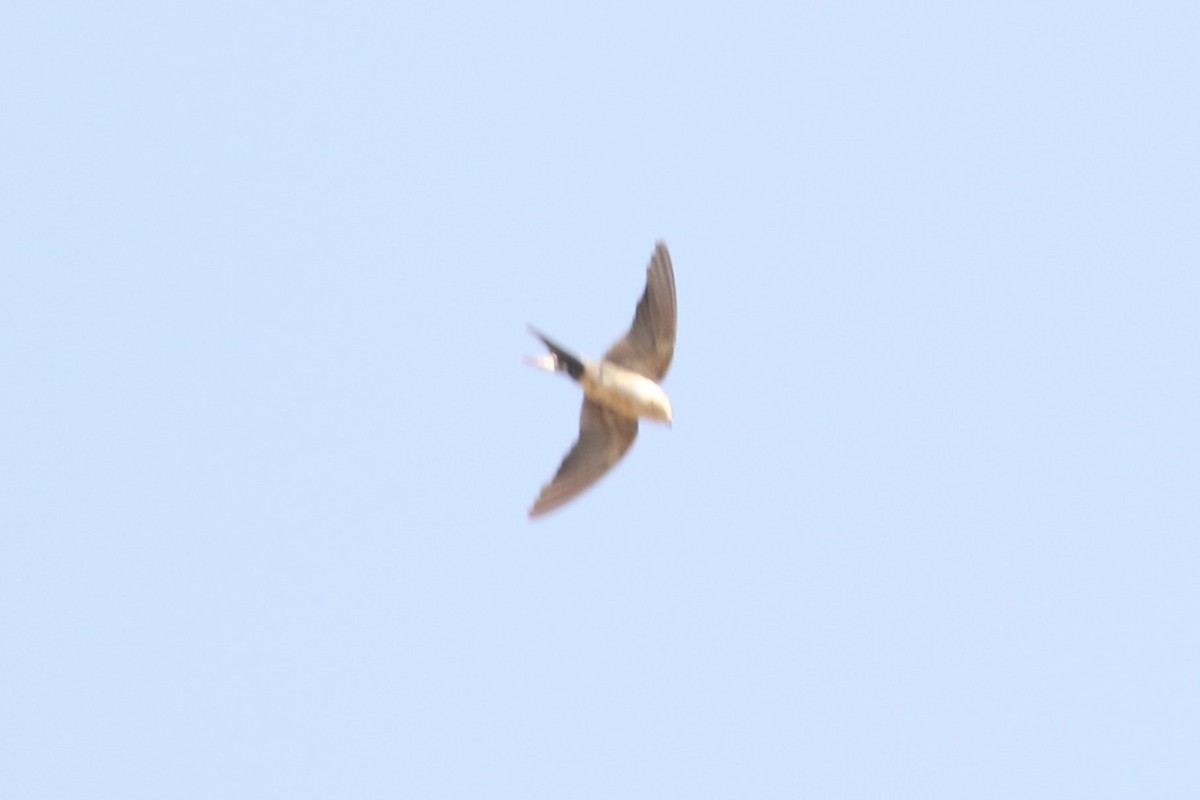 Red-rumped Swallow - ML612565066