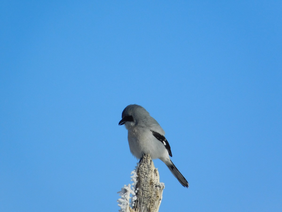 Loggerhead Shrike - ML612565072