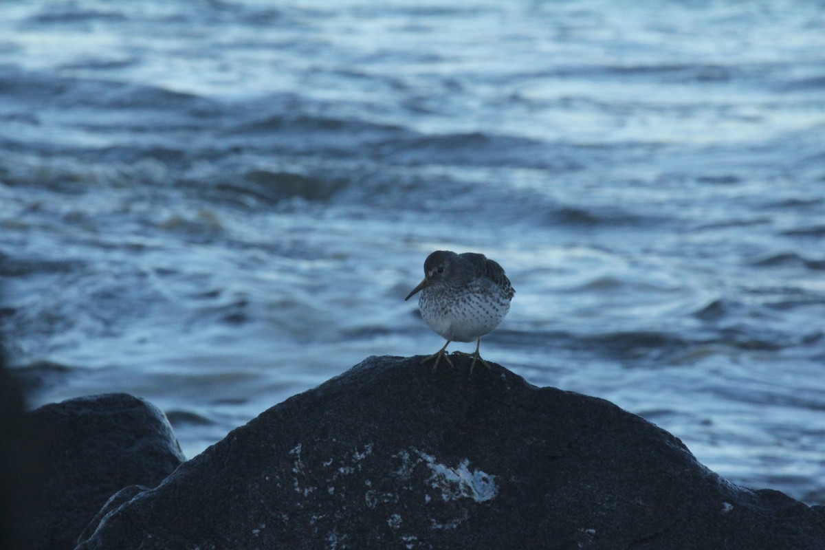 Rock Sandpiper - ML612565077