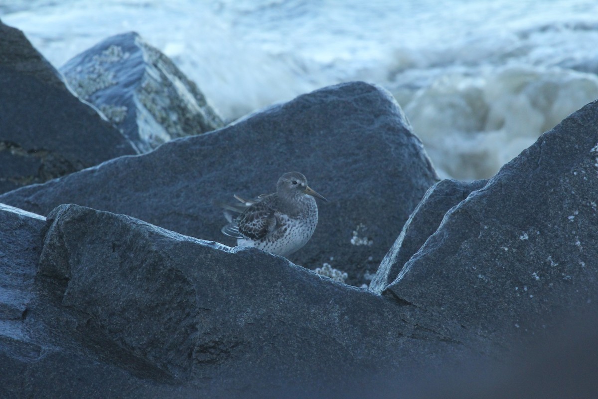 Rock Sandpiper - ML612565092