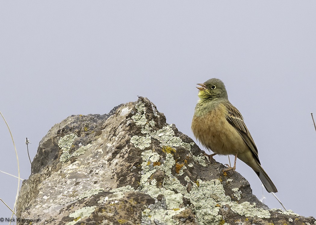 Ortolan Bunting - Nick Watmough