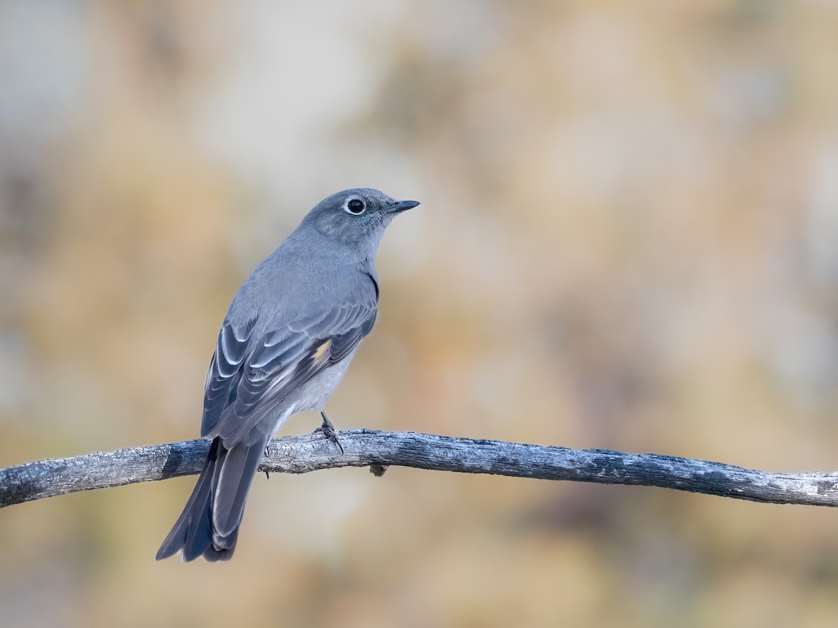 Townsend's Solitaire - Steve Wickliffe