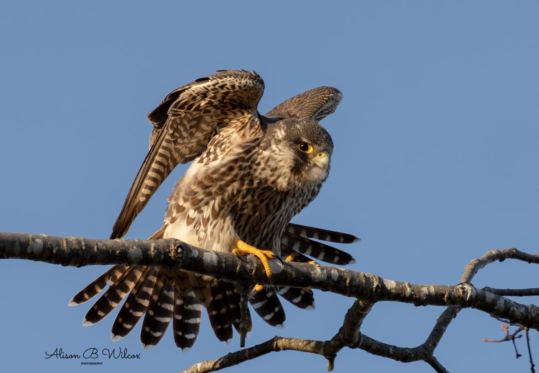 Эгэл шонхор - ML612565232