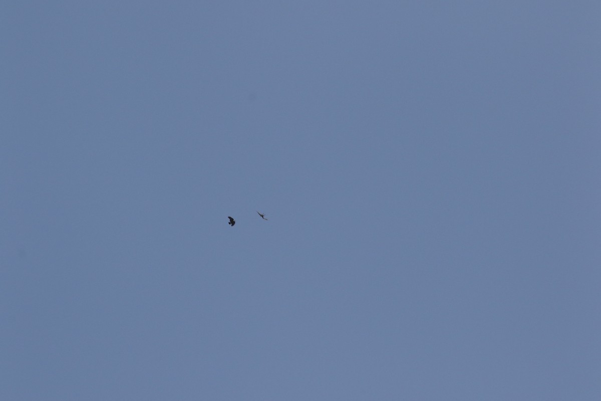 Fan-tailed Raven - ML612565243