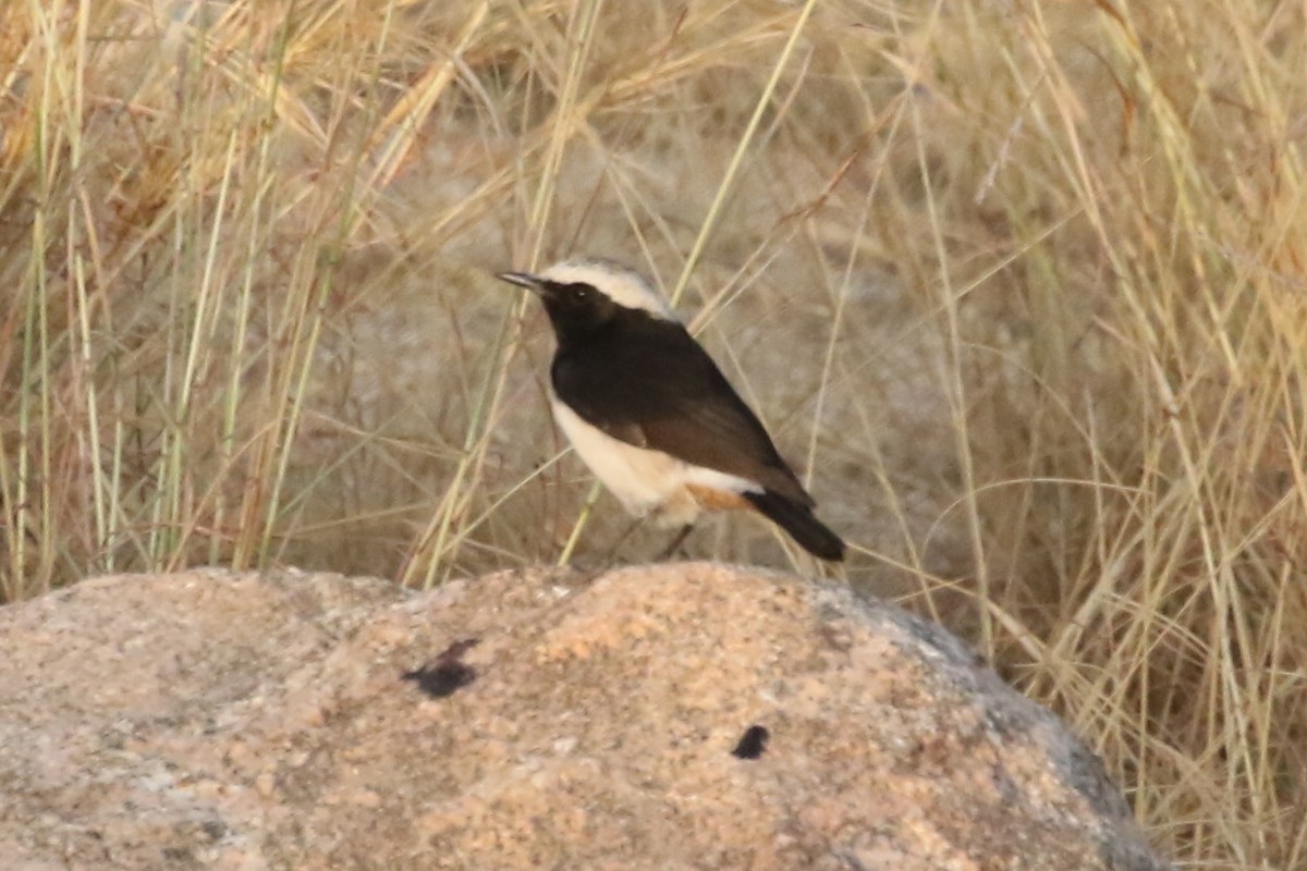 Arabian Wheatear - ML612565288