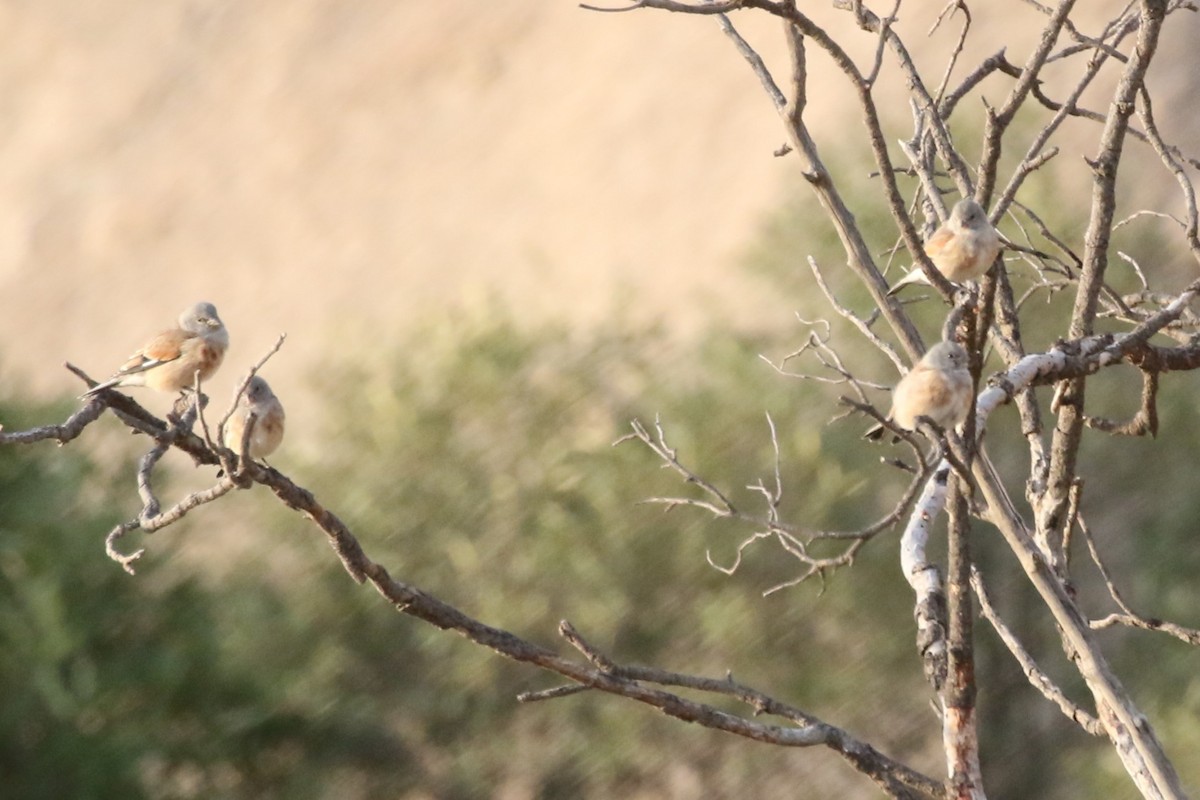 Yemen Linnet - ML612565381