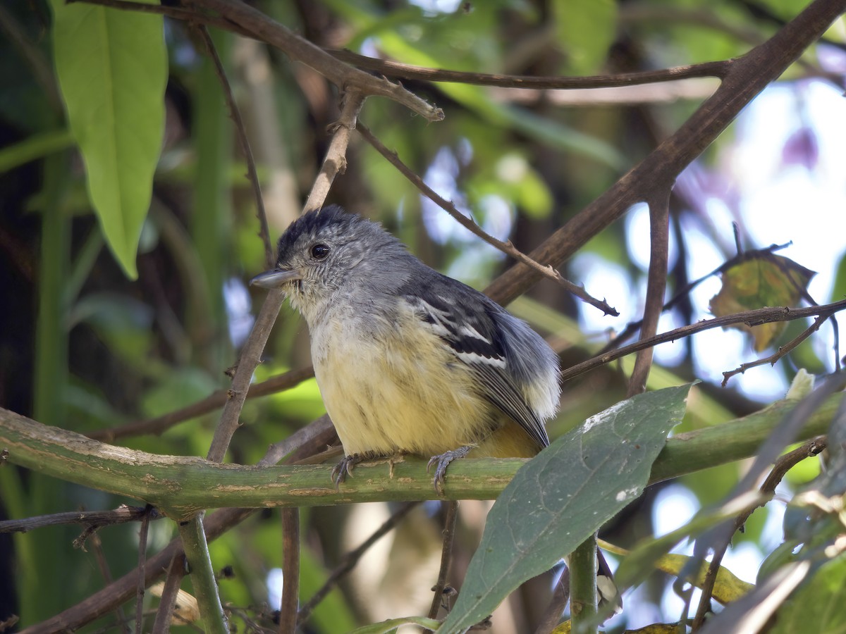 Variable Antshrike - ML612565406