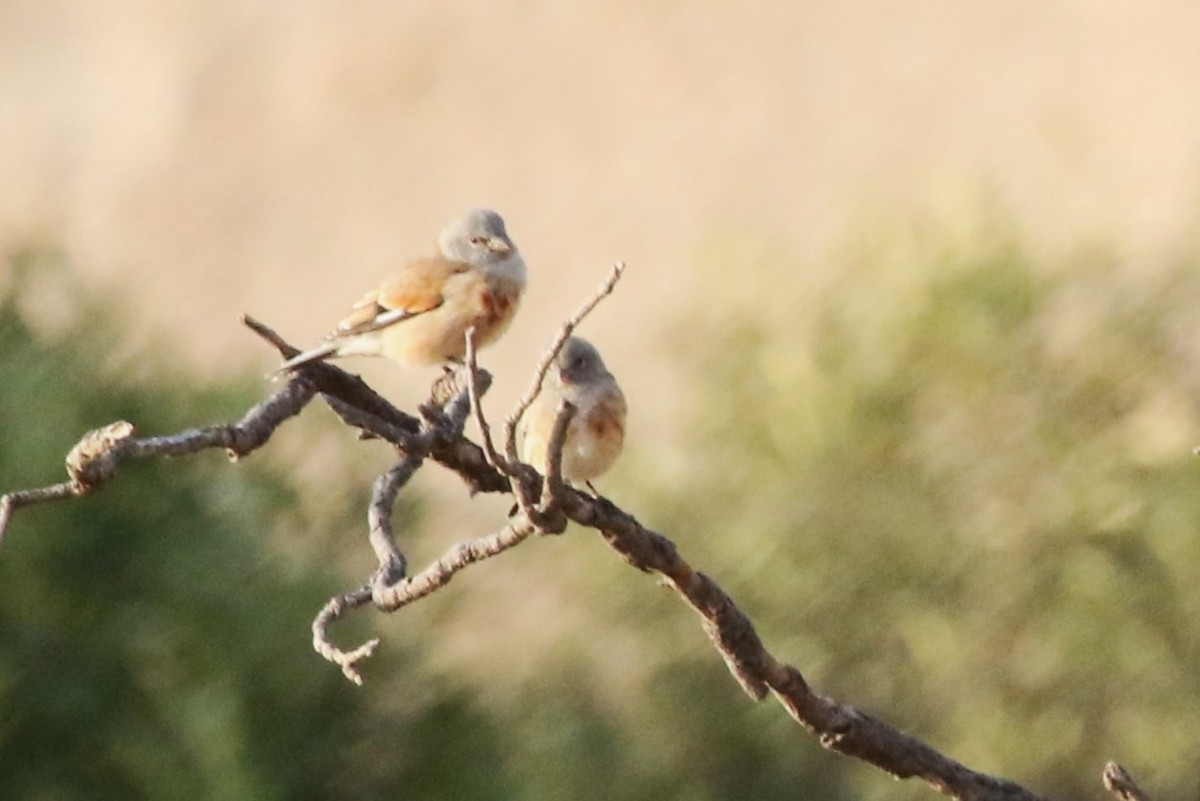 Yemen Linnet - ML612565442