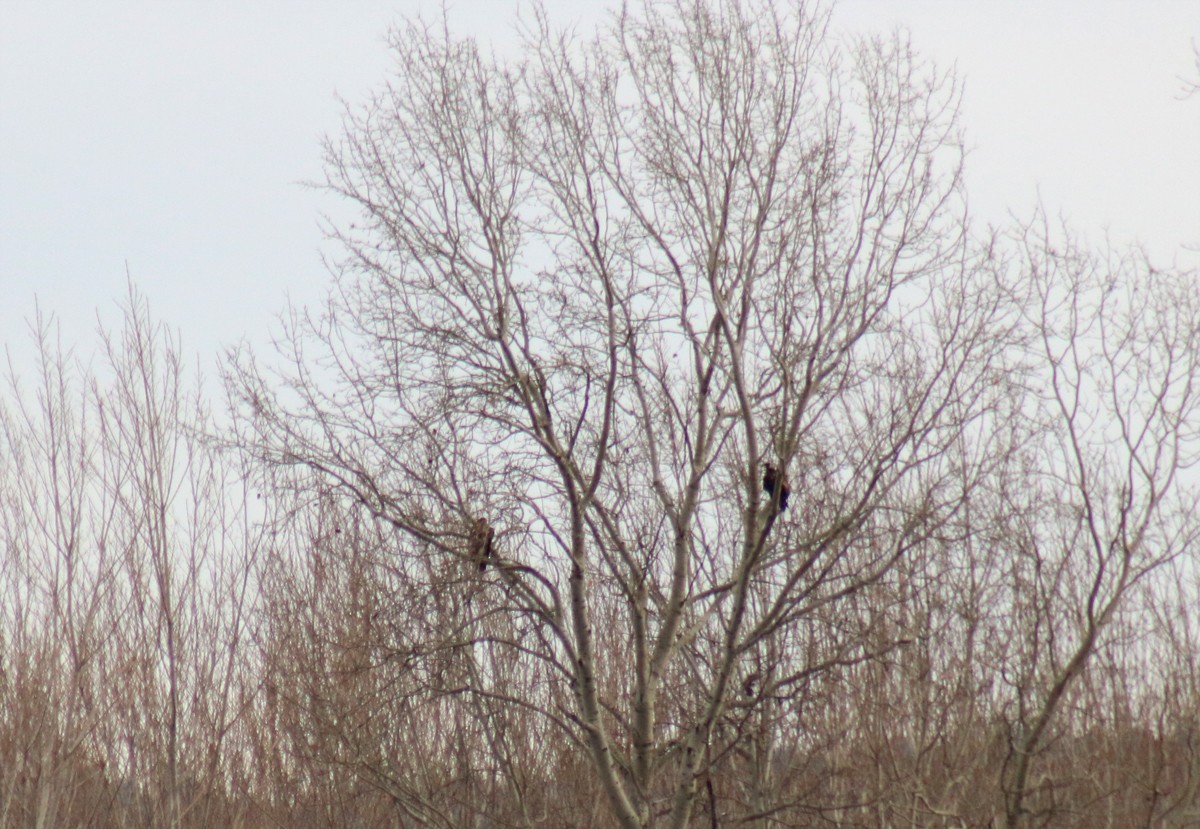 White-tailed Eagle - ML612565465