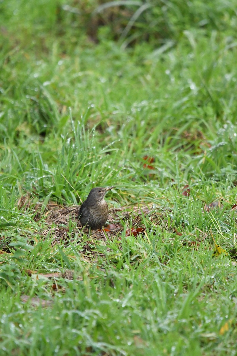 Eurasian Blackbird - ML612565560