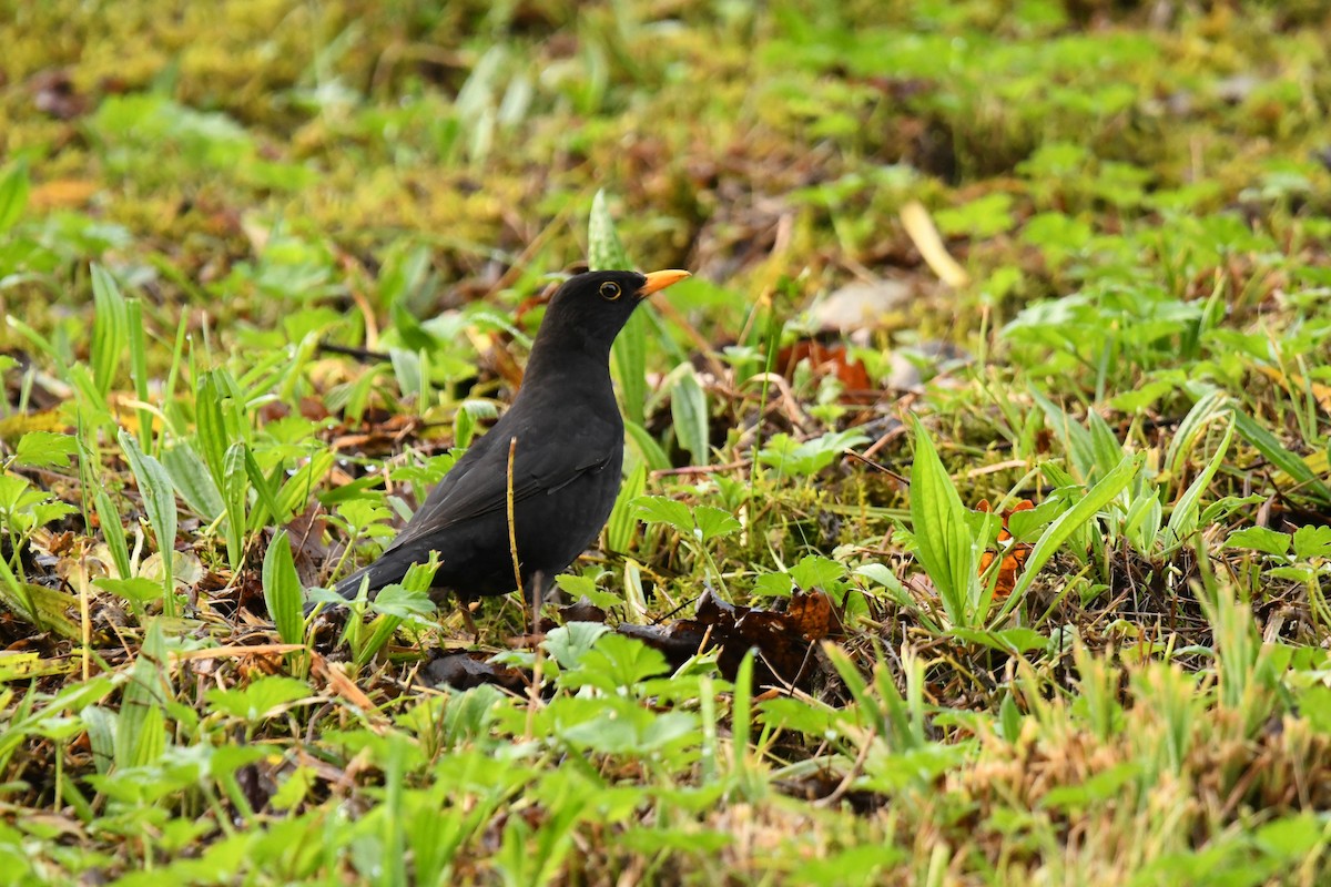 Eurasian Blackbird - ML612565604