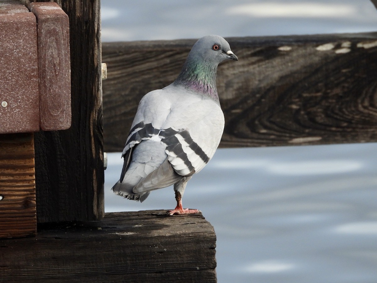 Rock Pigeon (Feral Pigeon) - ML612565820