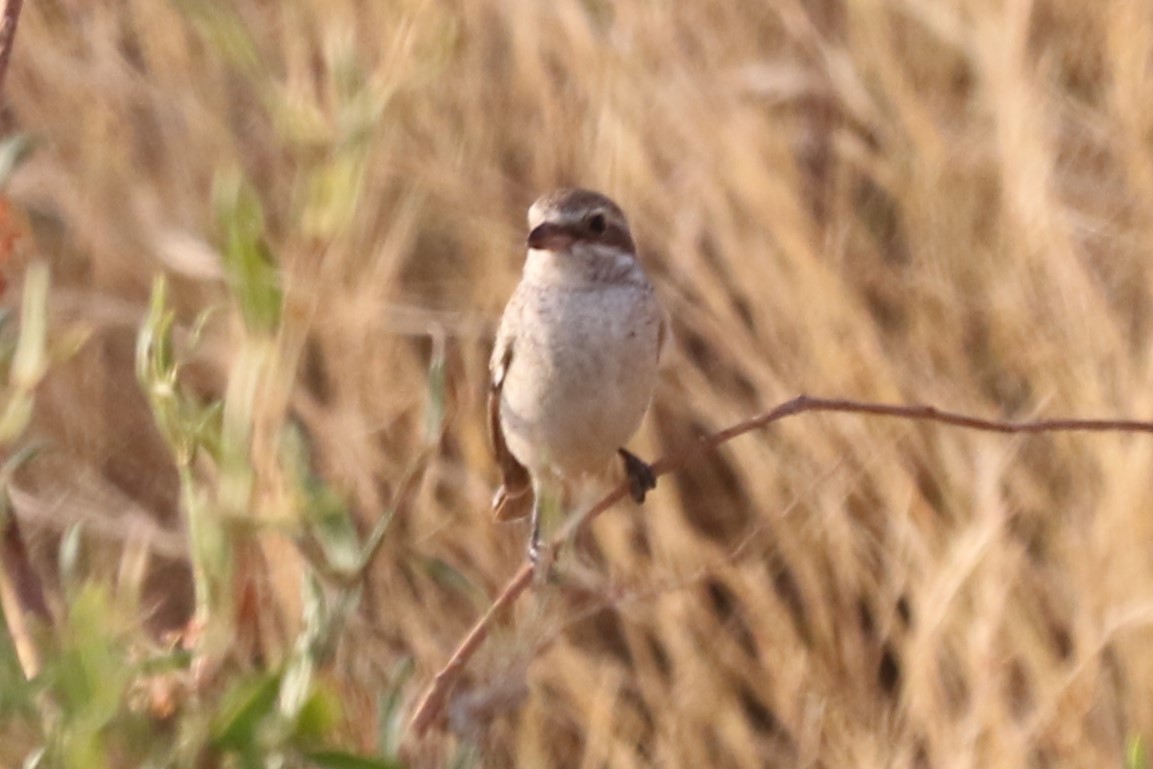 Red-tailed Shrike - ML612565857