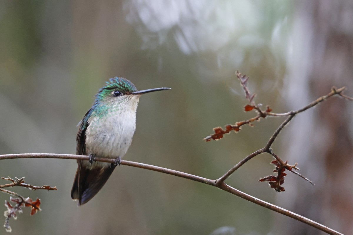 Violet-capped Hummingbird - ML612565983