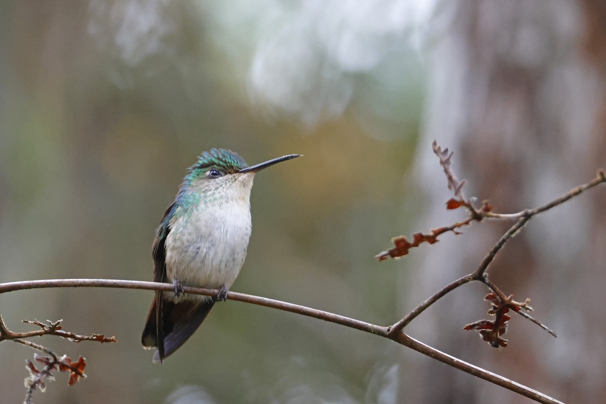 Violet-capped Hummingbird - ML612565986