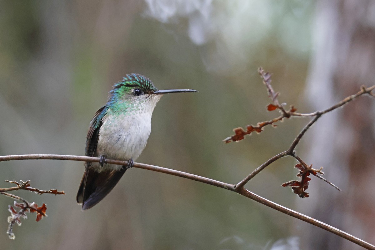 Violet-capped Hummingbird - ML612565988