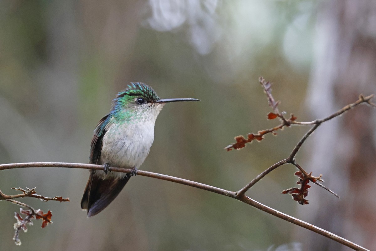 Violet-capped Hummingbird - ML612565989