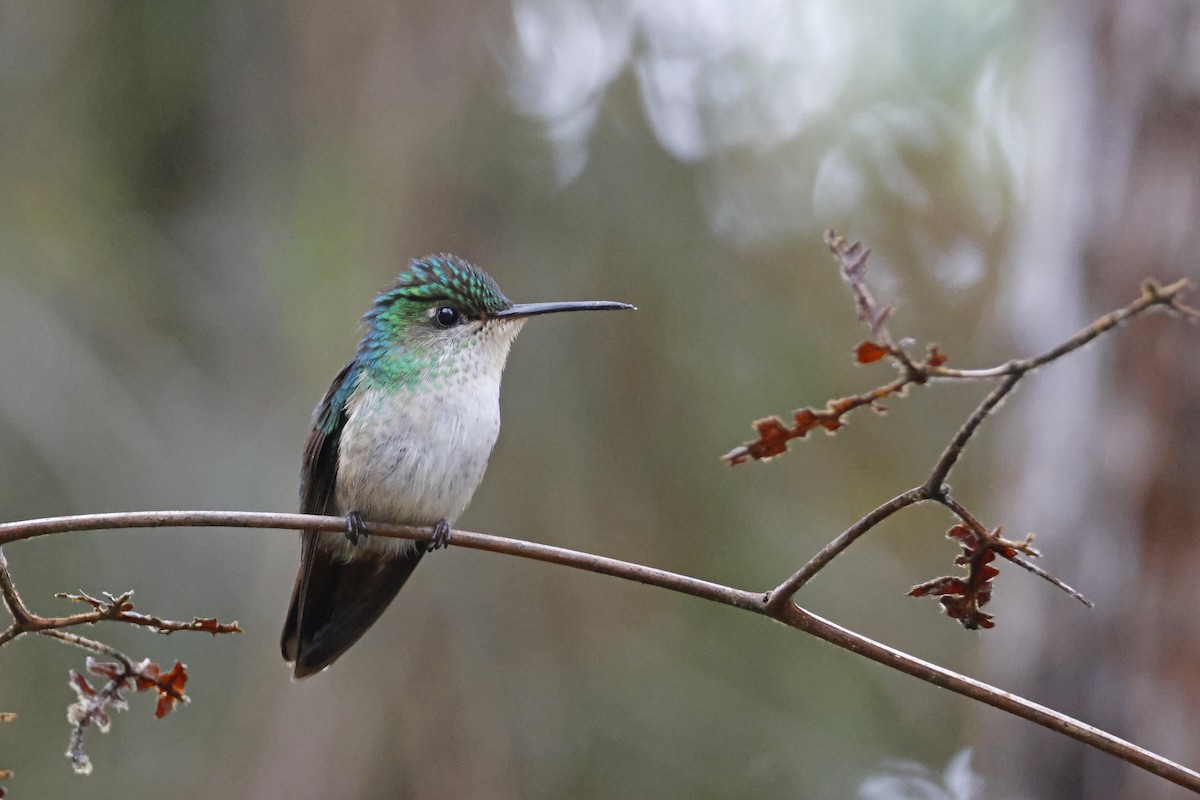 Violet-capped Hummingbird - ML612565990