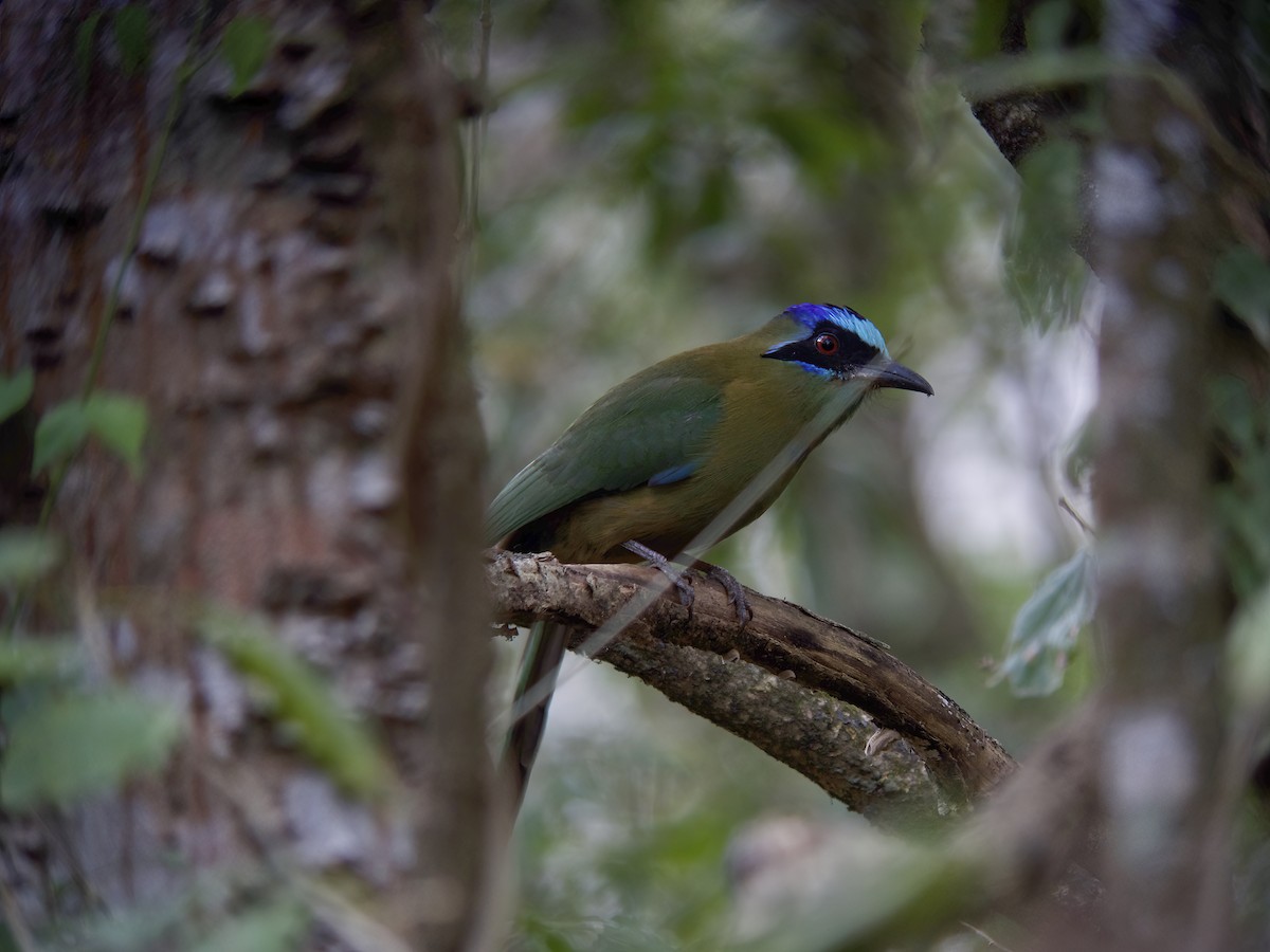 Amazonian Motmot - ML612566043