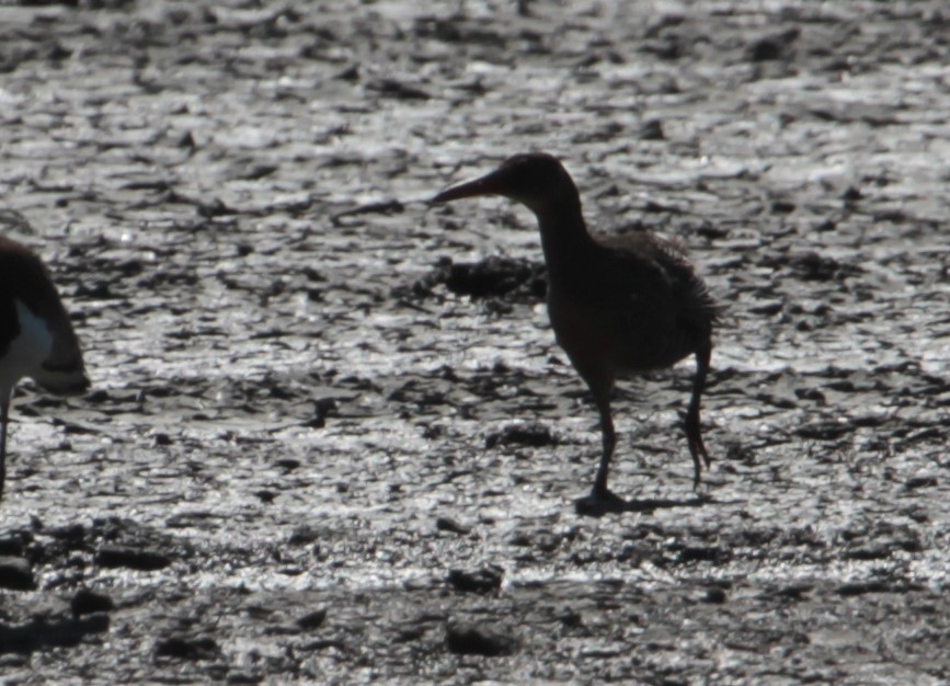 Mangrove Rail - ML612566058