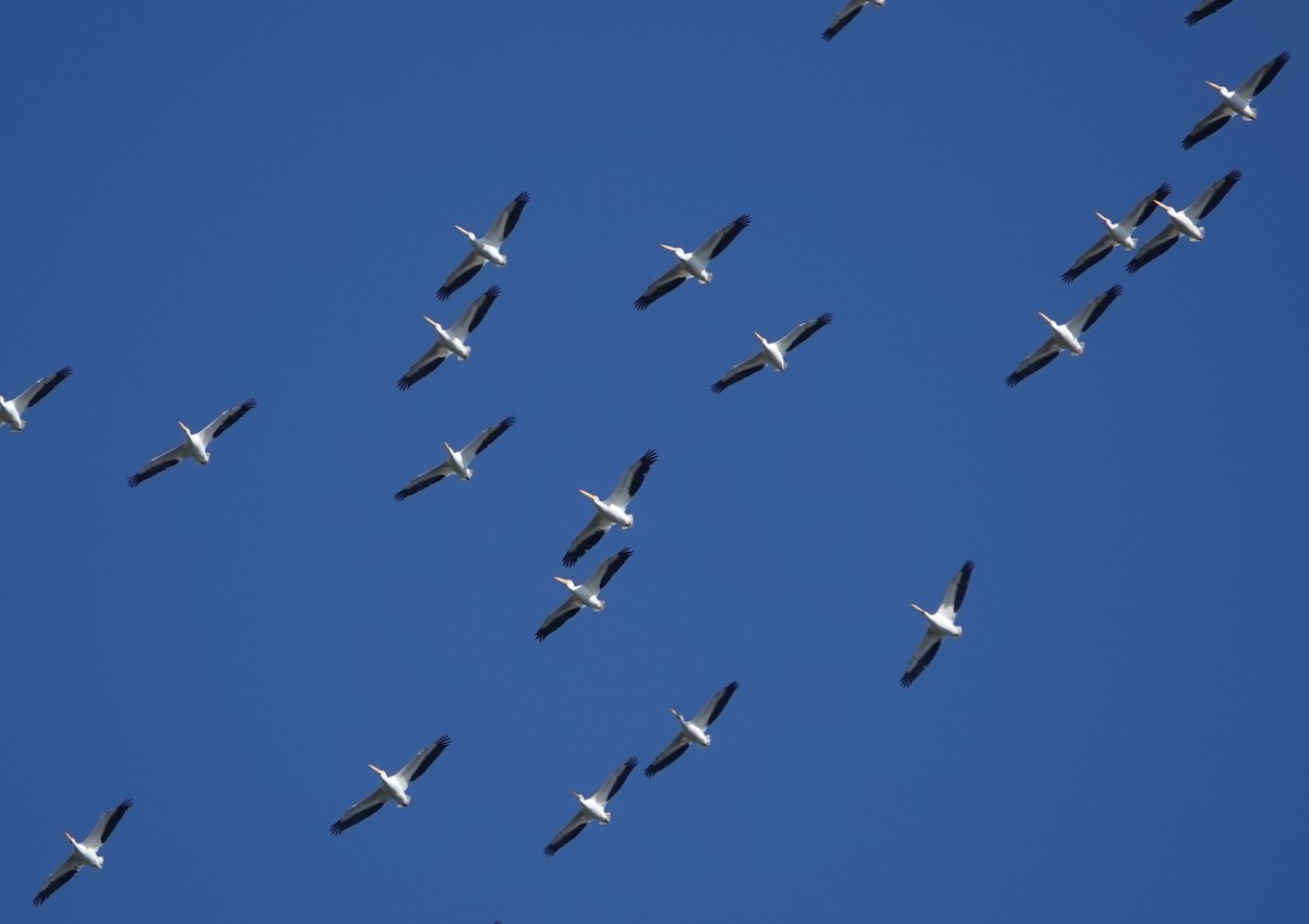 American White Pelican - ML612566203