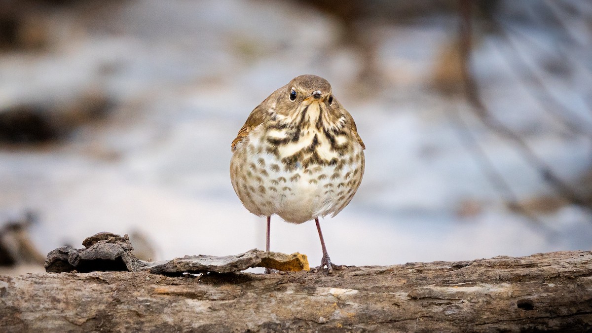 Hermit Thrush - ML612566237