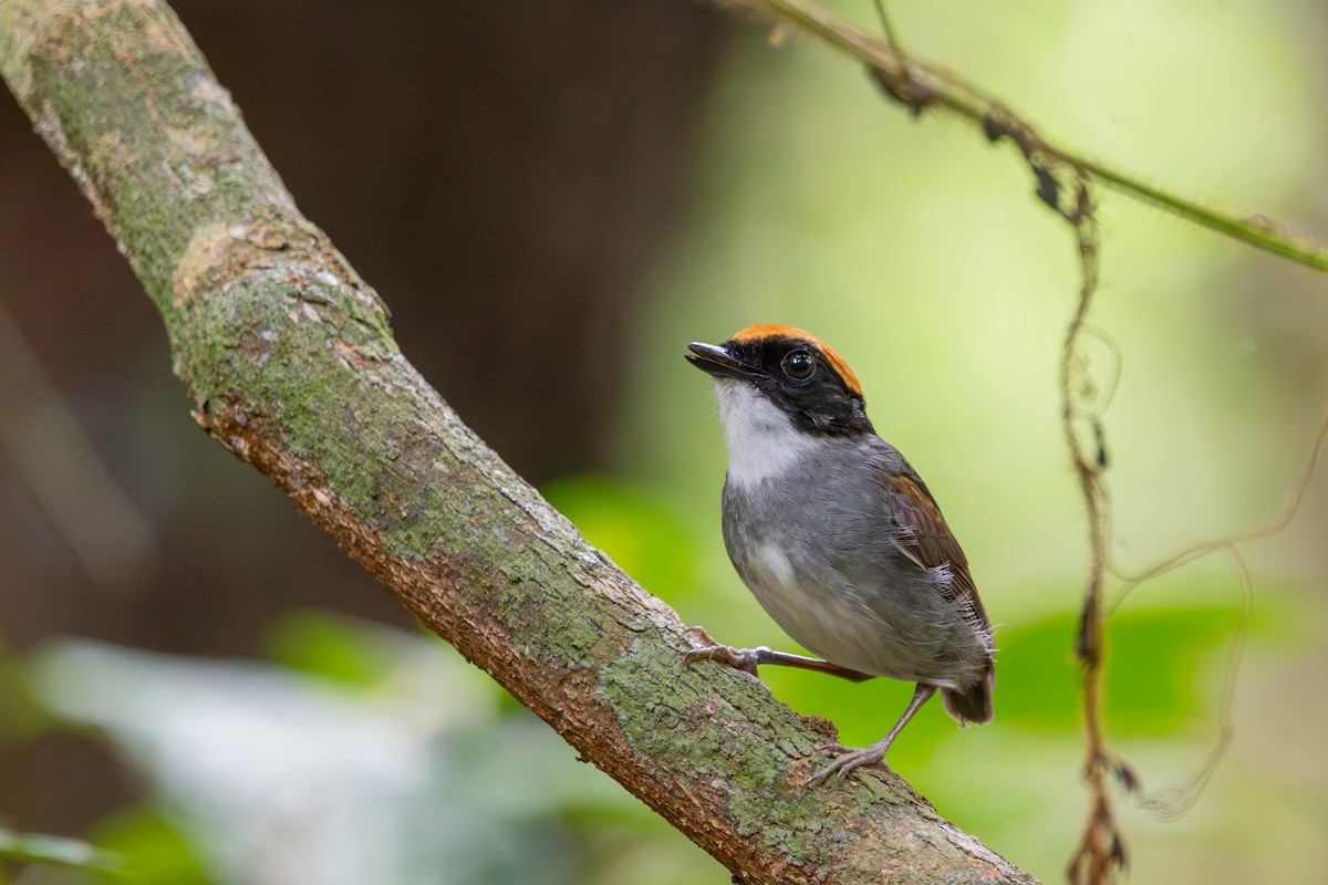 Black-cheeked Gnateater - ML612566259