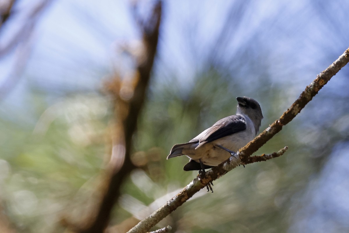 Plain-colored Tanager - ML612566323