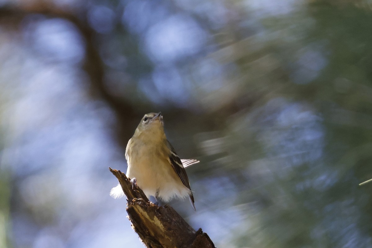 Bay-breasted Warbler - Larry Therrien