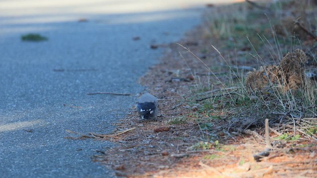 Clark's Nutcracker - ML612566329