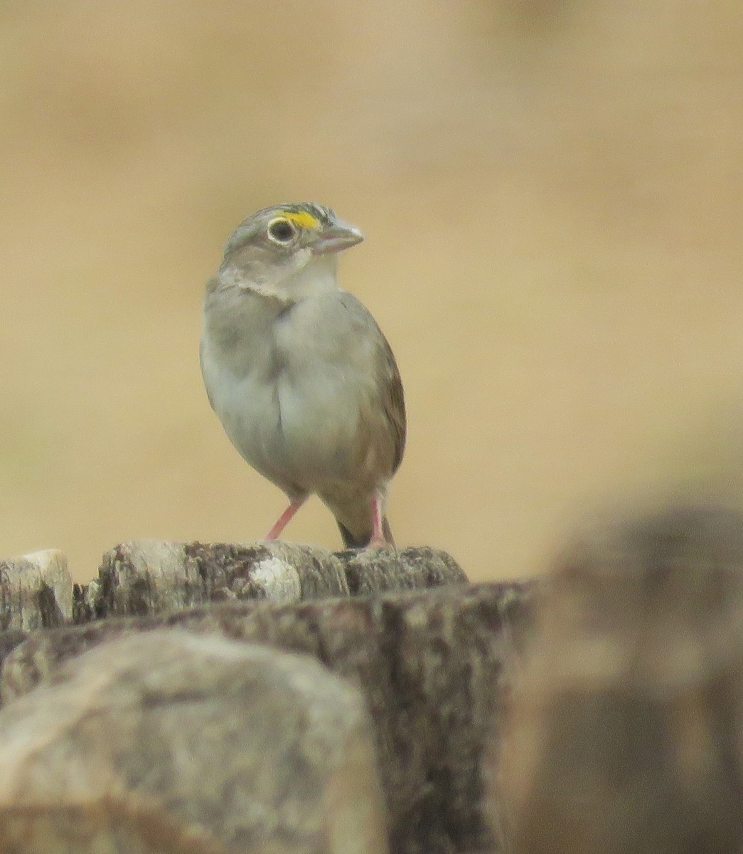 Grassland Sparrow - Sally Hill