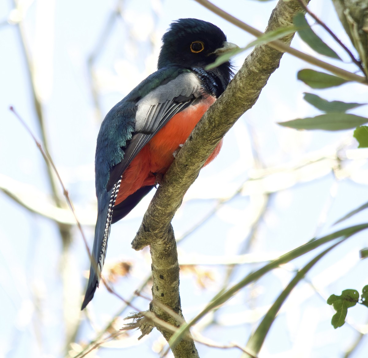 Blue-crowned Trogon - Wayne Gillatt