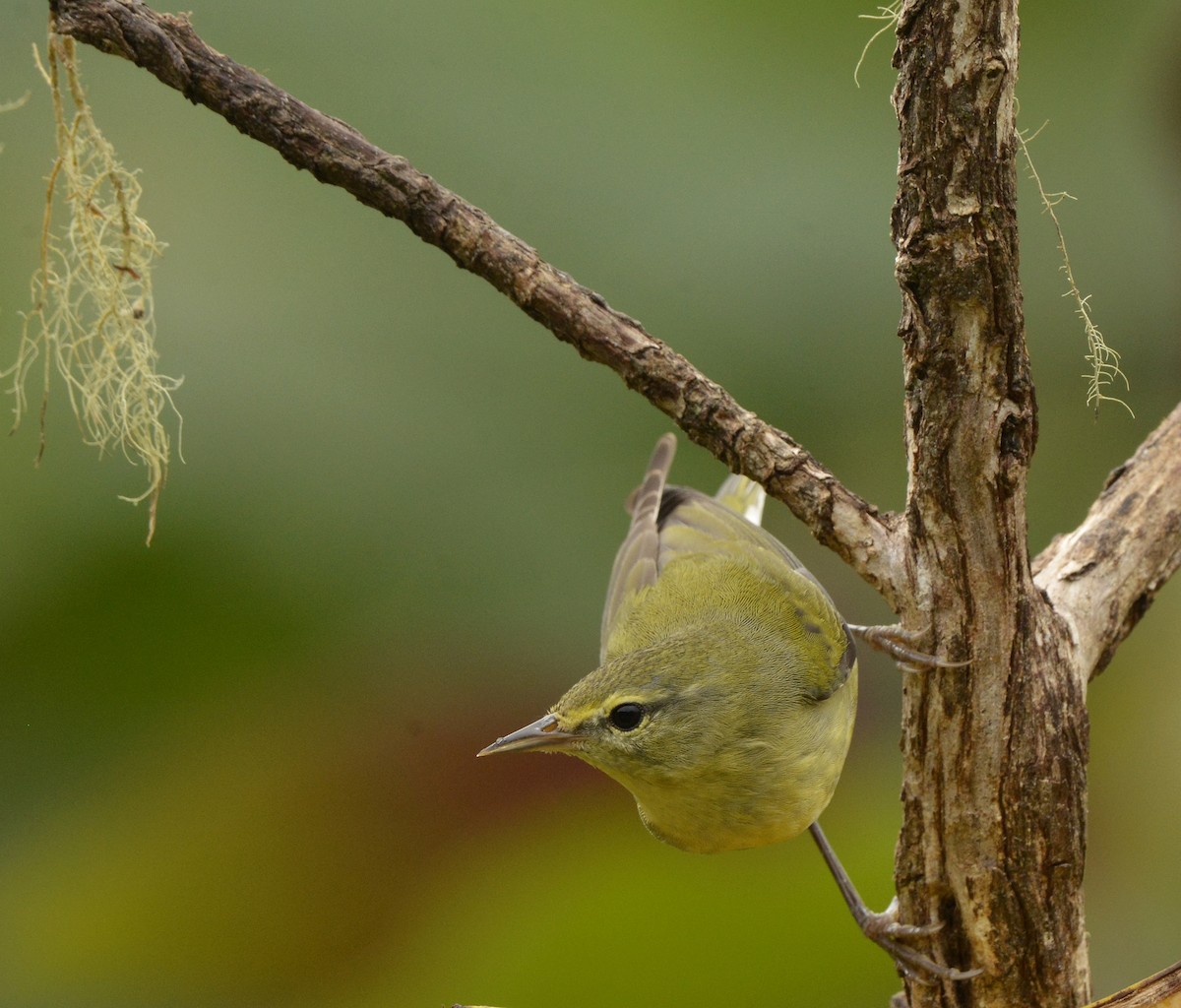 Tennessee Warbler - ML612566506