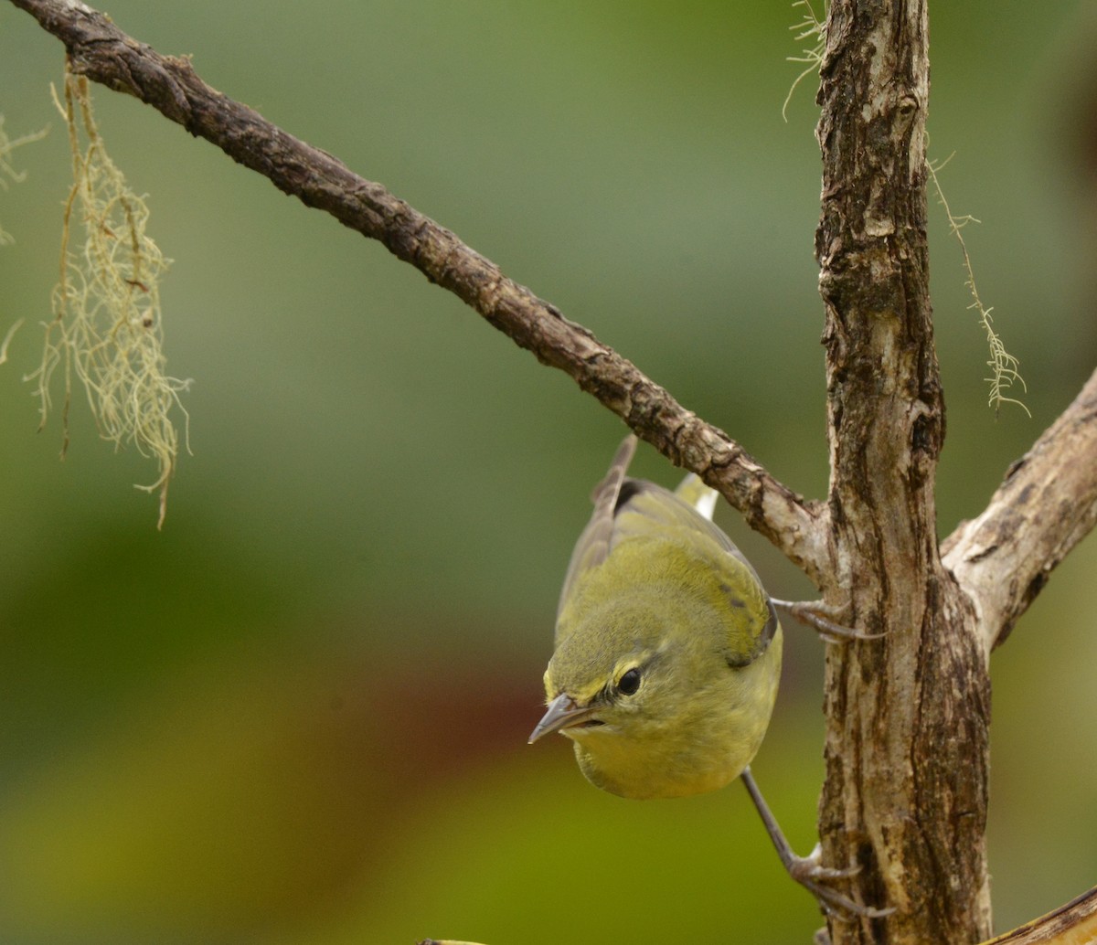 Tennessee Warbler - ML612566509