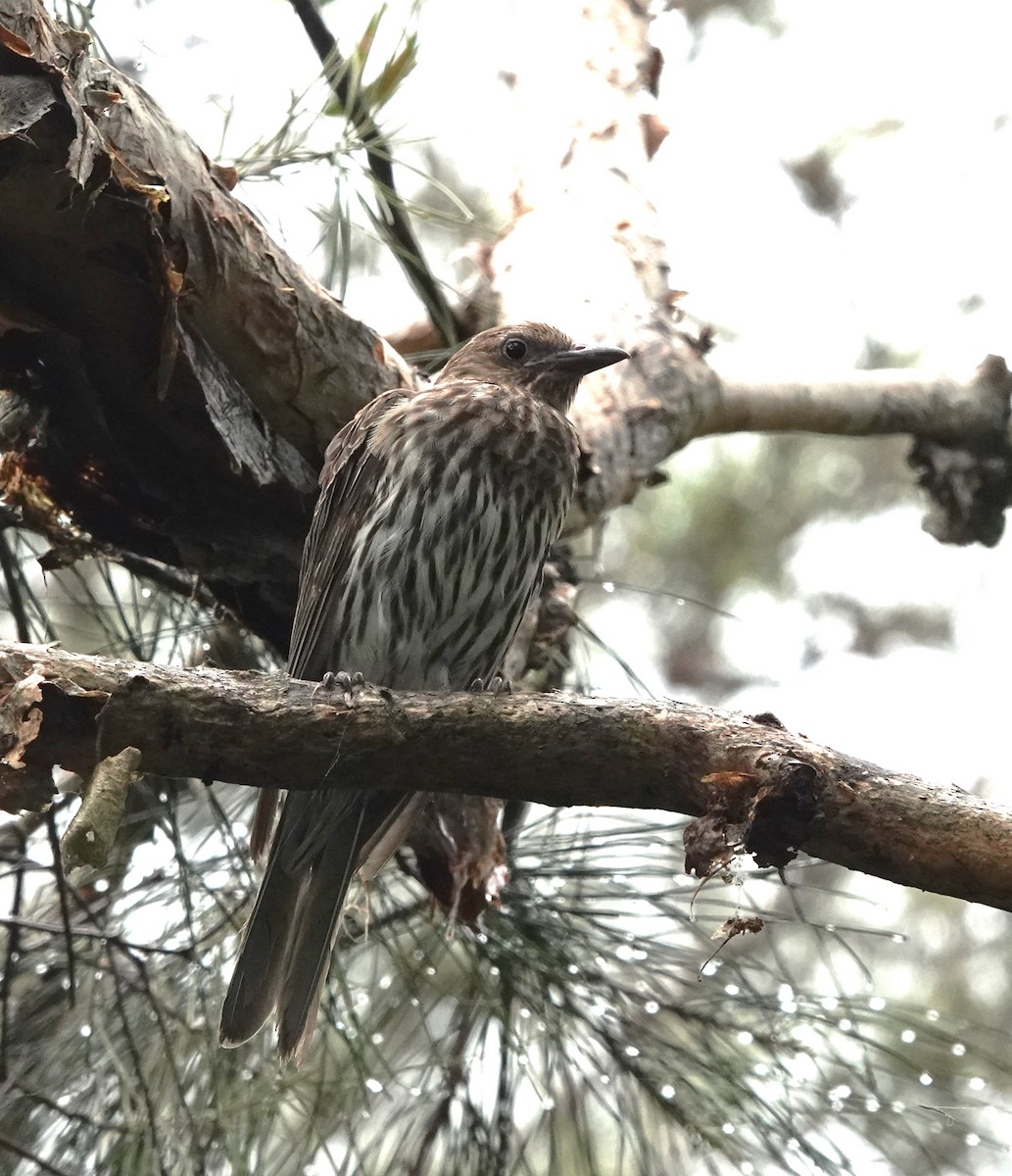 Australasian Figbird - Frank Burch